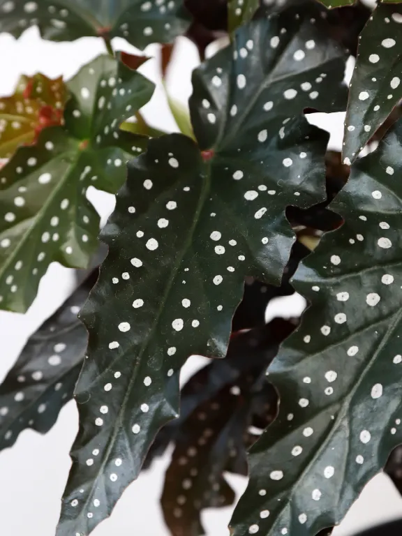 Plante begonia black forest montrant ses caractéristiques typiques