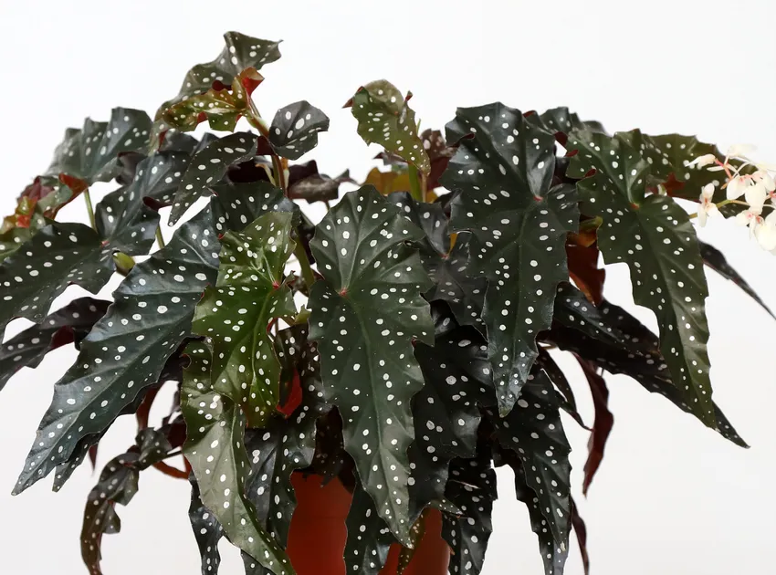 Plante begonia black forest montrant ses caractéristiques typiques