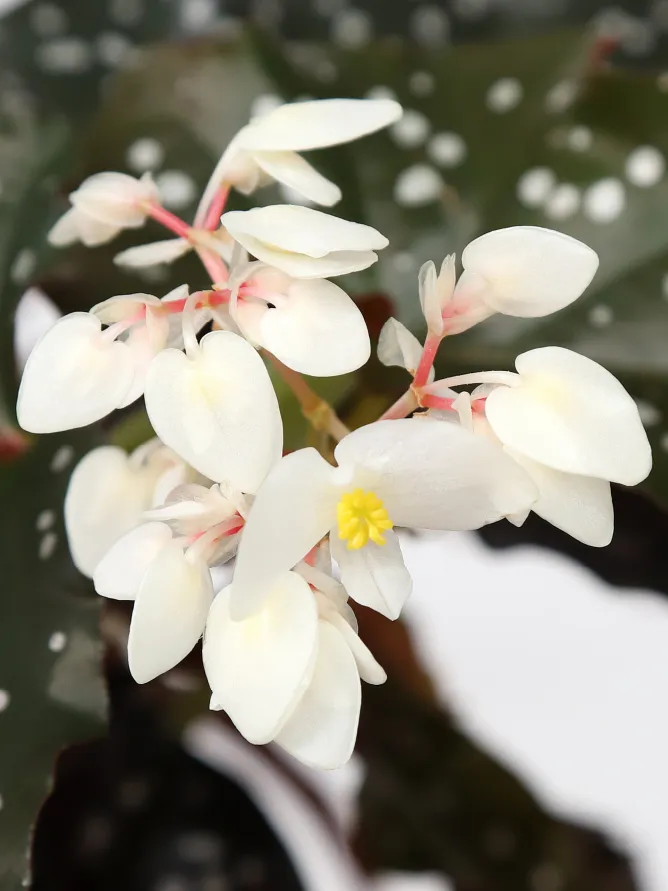 Plante begonia black forest montrant ses caractéristiques typiques