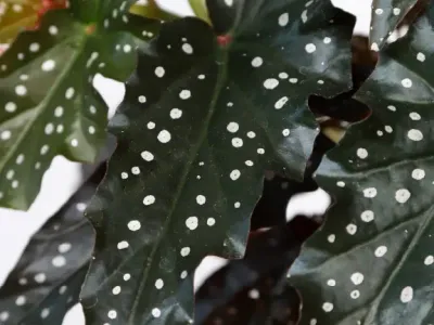 Image miniature begonia maculata 'black forest'
