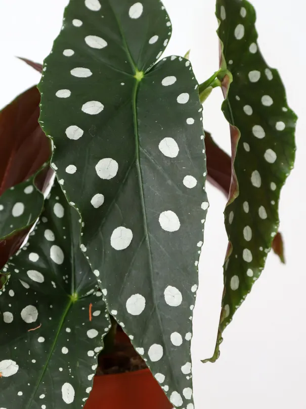 Plante begonia mega dot montrant ses caractéristiques typiques