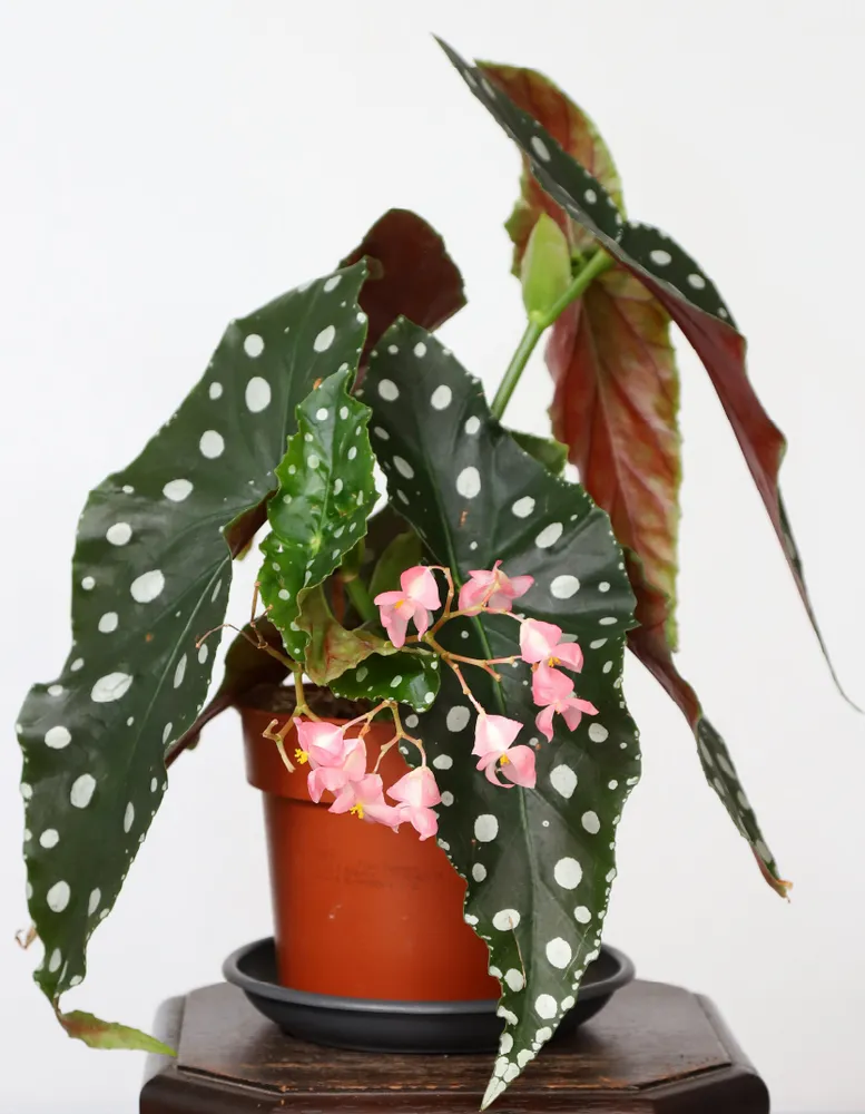 Plante begonia mega dot montrant ses caractéristiques typiques