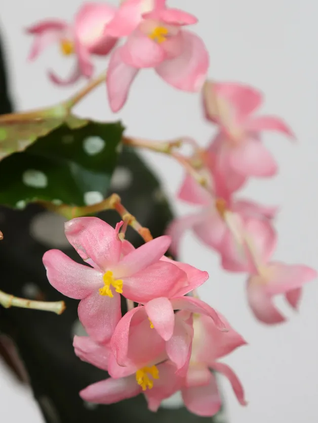 Plante begonia mega dot montrant ses caractéristiques typiques