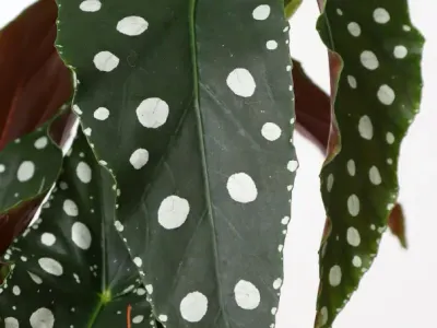 Image miniature begonia maculata 'mega dot'