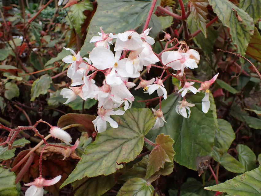 Plante begonia scharffii montrant ses caractéristiques typiques