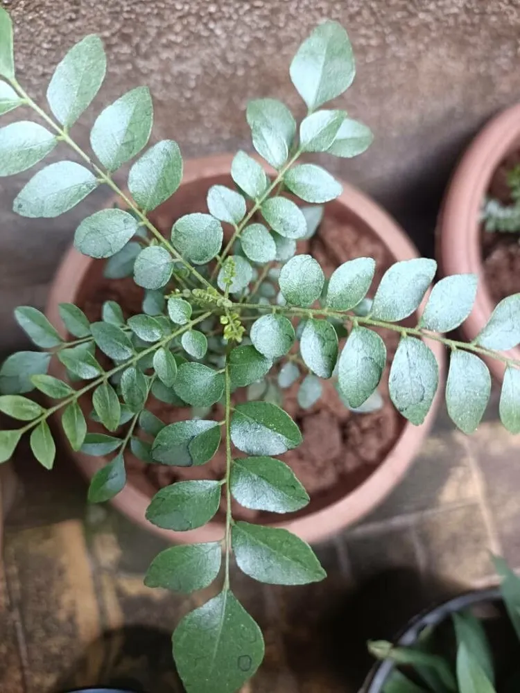 Plante bergera koenigii montrant ses caractéristiques typiques