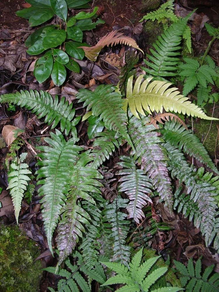 blechnum appendiculatum plant showing characteristic features