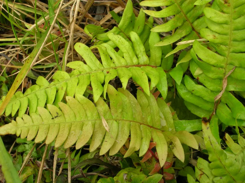 blechnum appendiculatum plant showing characteristic features