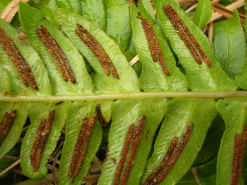 blechnum appendiculatum plant showing characteristic features