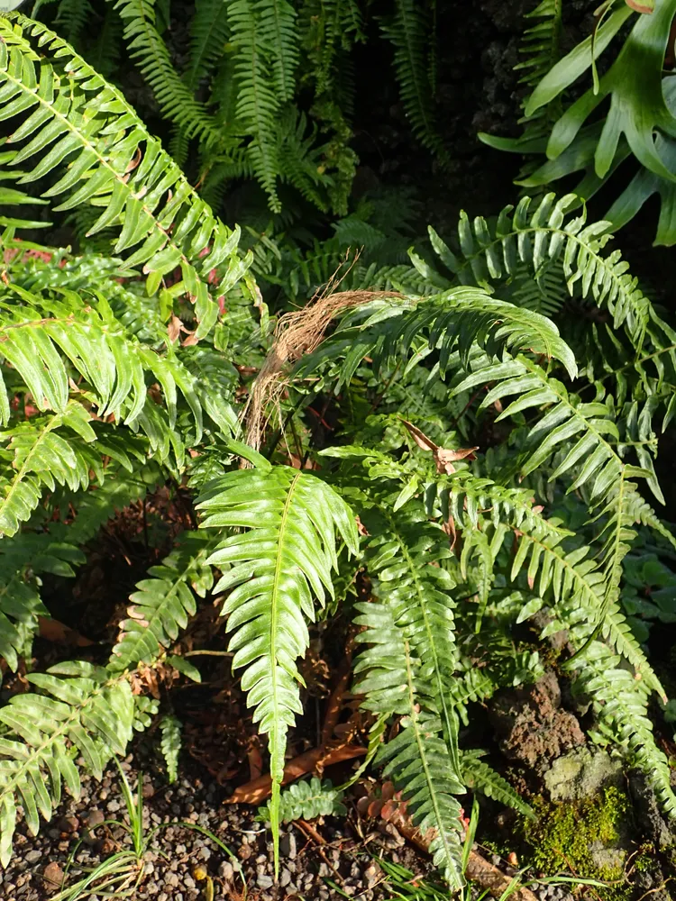 blechnum appendiculatum plant showing characteristic features
