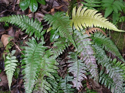 thumbnail blechnum appendiculatum