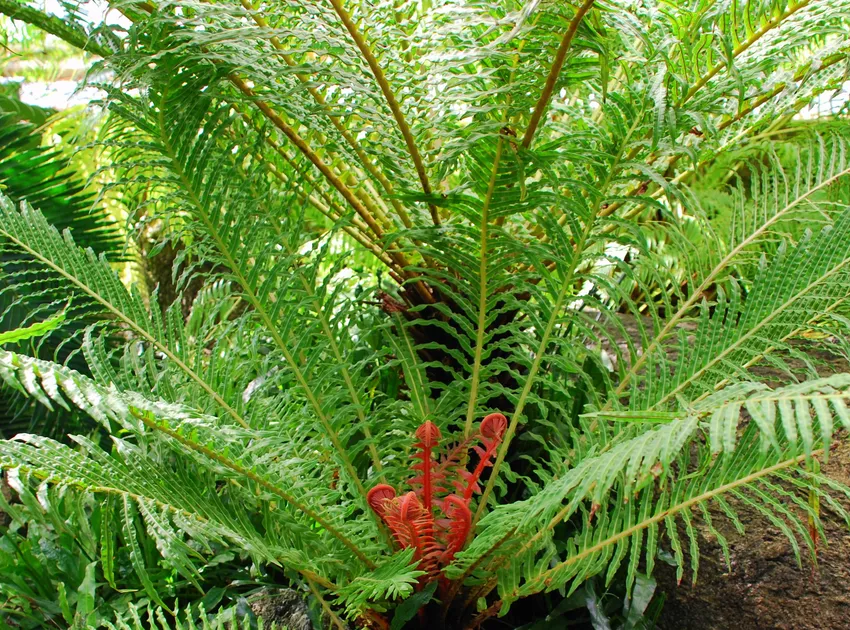 blechnum brasiliense plant showing characteristic features