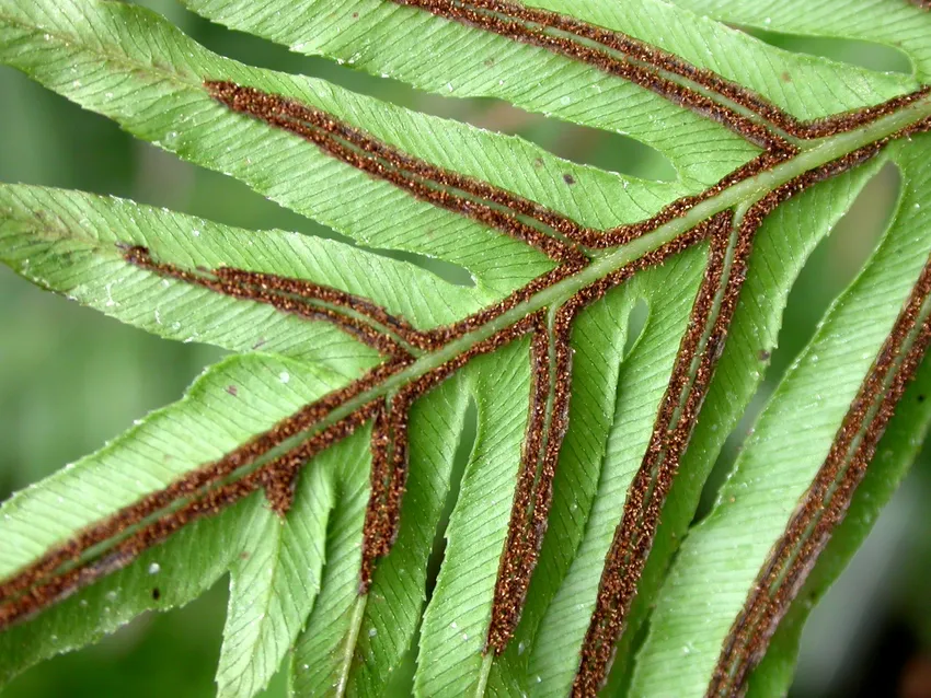 blechnum brasiliense plant showing characteristic features