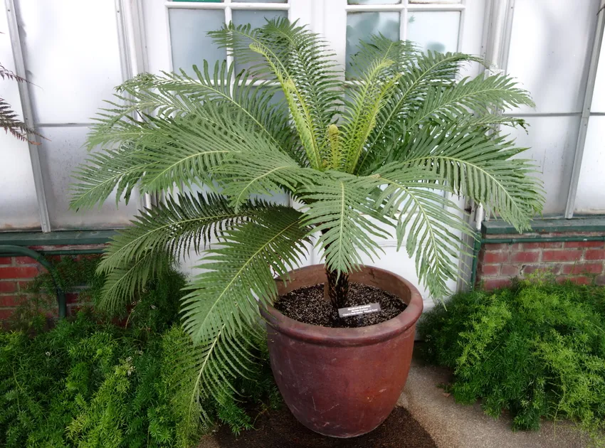 blechnum brasiliense plant showing characteristic features