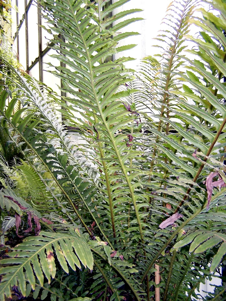blechnum brasiliense plant showing characteristic features