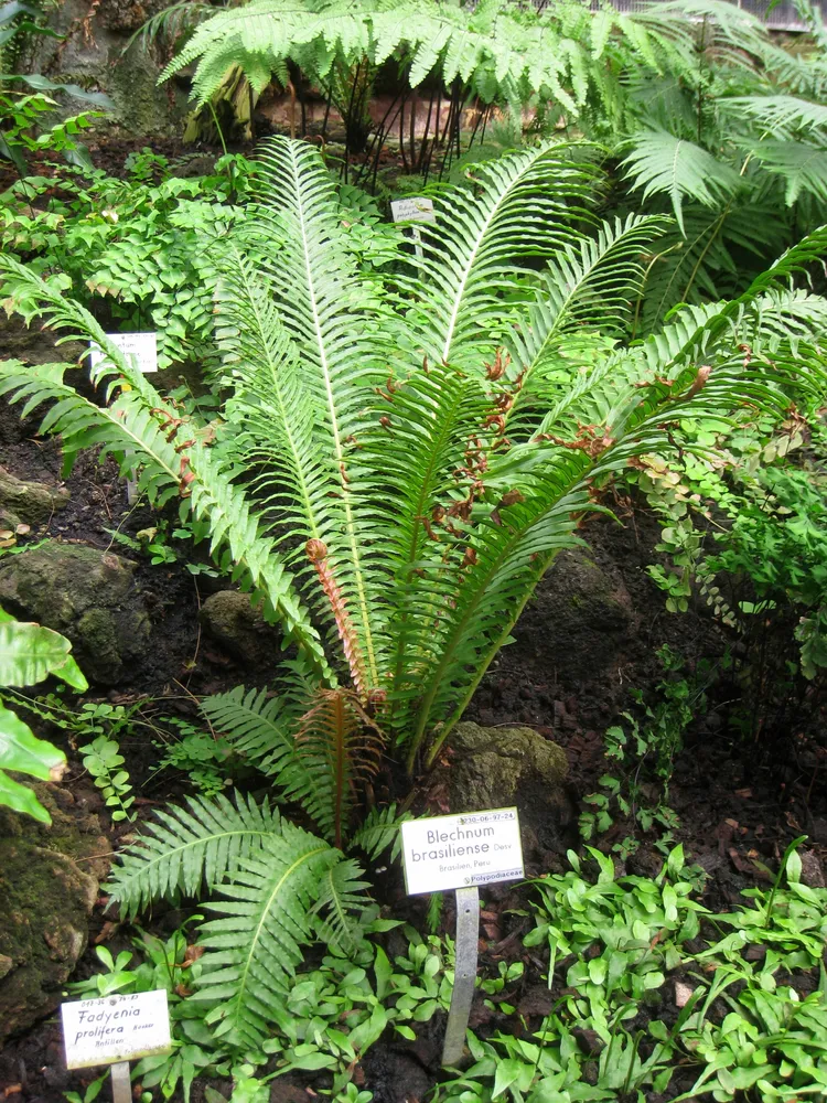 blechnum brasiliense plant showing characteristic features