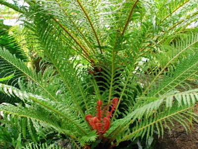 thumbnail blechnum brasiliense