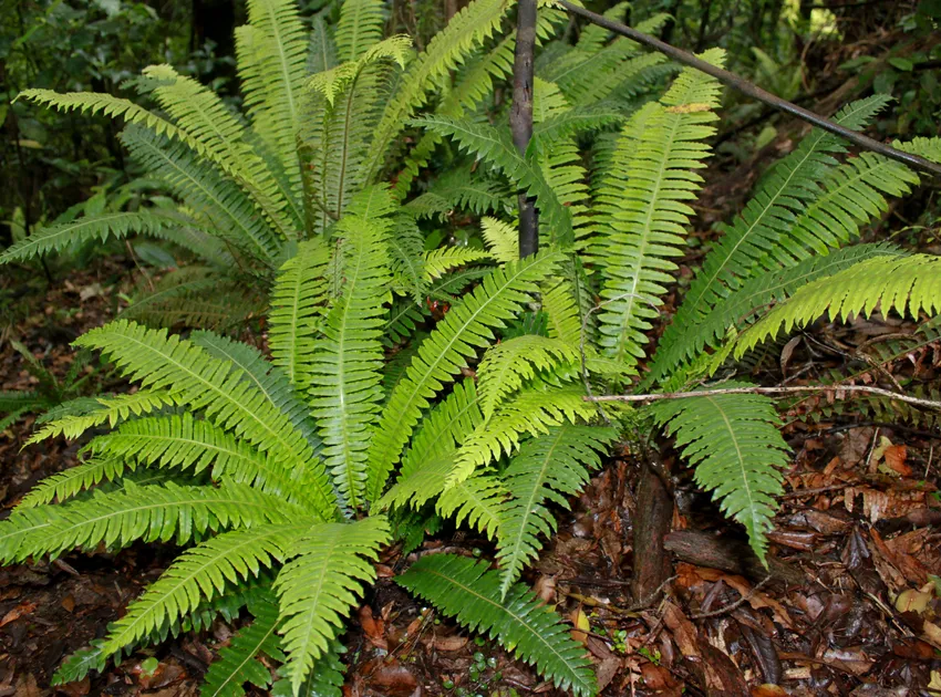 blechnum discolor plant showing characteristic features