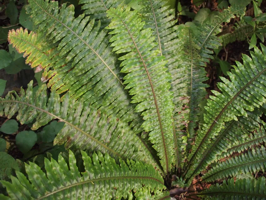 blechnum discolor plant showing characteristic features