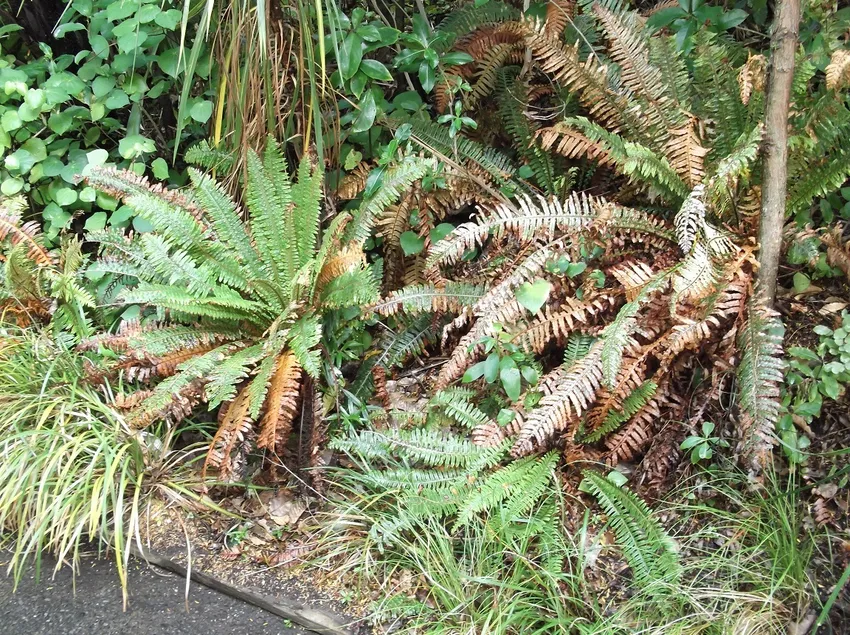 blechnum discolor plant showing characteristic features