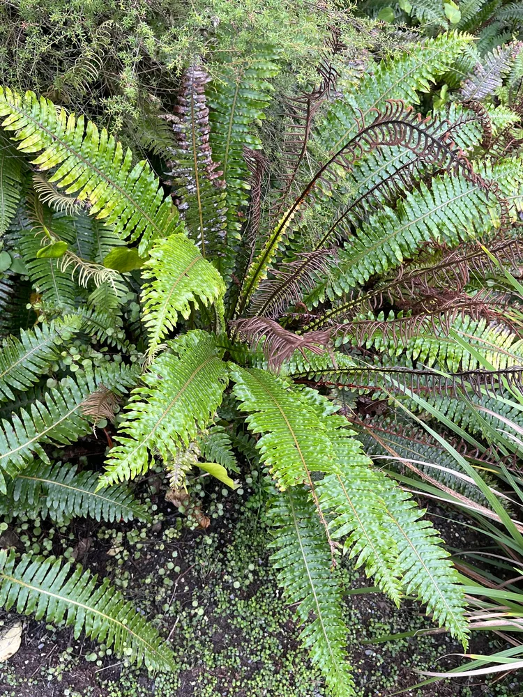 blechnum discolor plant showing characteristic features