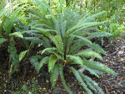 thumbnail blechnum discolor
