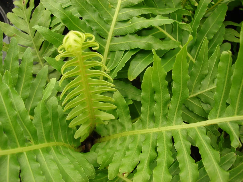 blechnum gibbum plant showing characteristic features