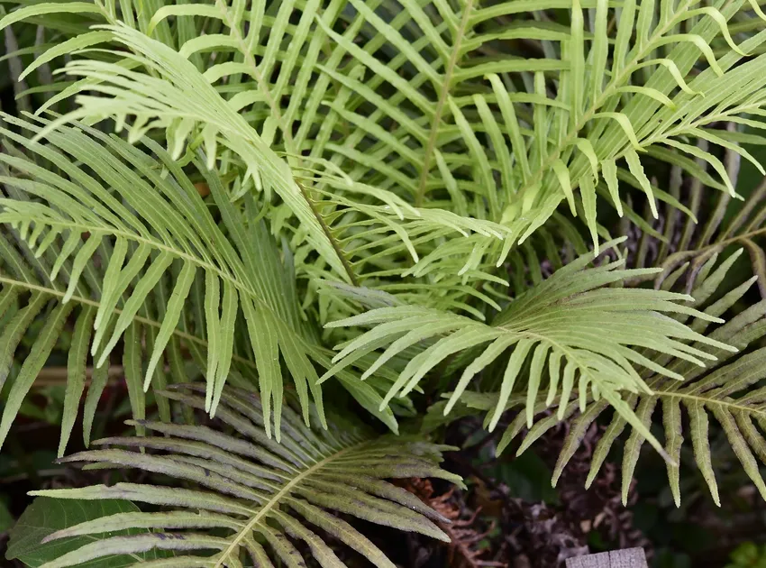 blechnum gibbum plant showing characteristic features