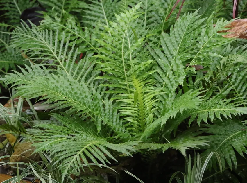 blechnum gibbum plant showing characteristic features