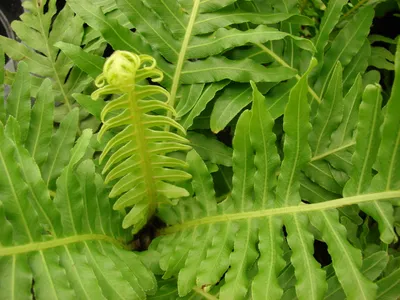 thumbnail blechnum gibbum