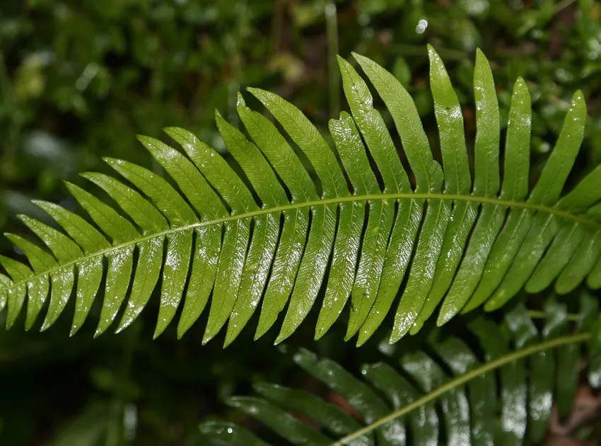 blechnum nudum plant showing characteristic features