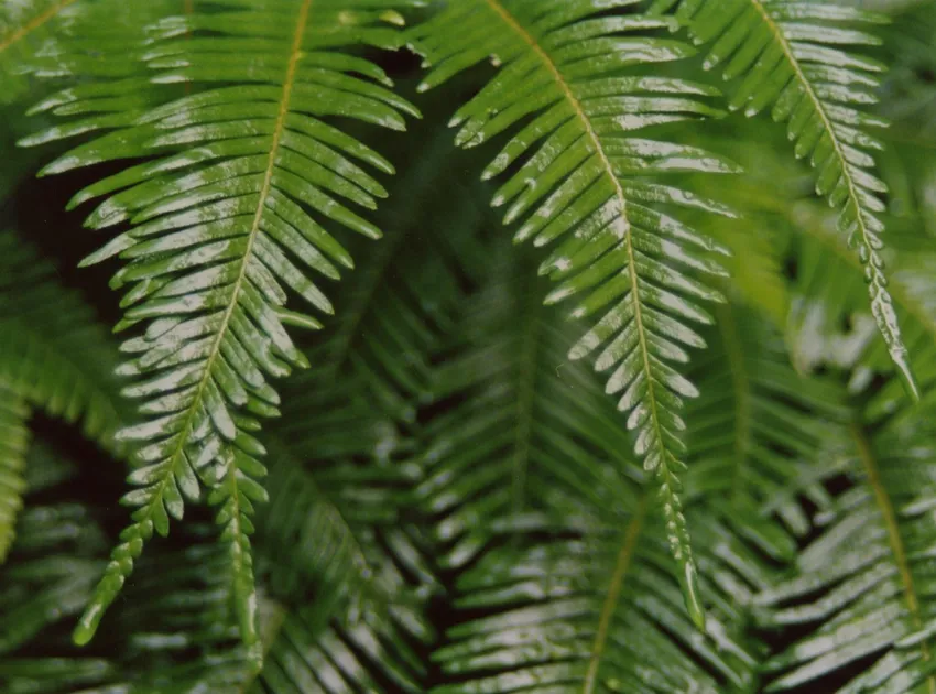 blechnum nudum plant showing characteristic features