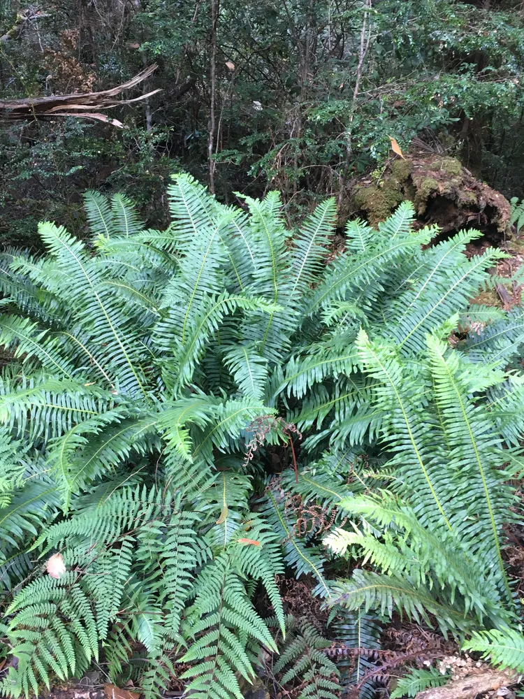 blechnum nudum plant showing characteristic features