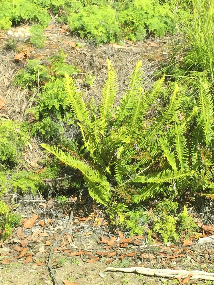 blechnum nudum plant showing characteristic features