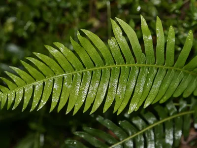 thumbnail blechnum nudum