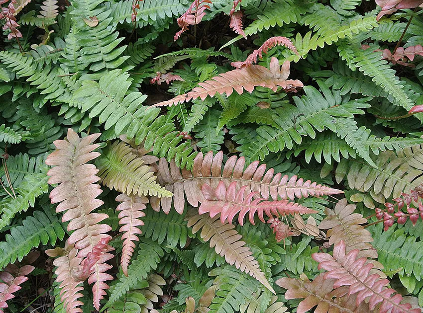 blechnum occidentale plant showing characteristic features
