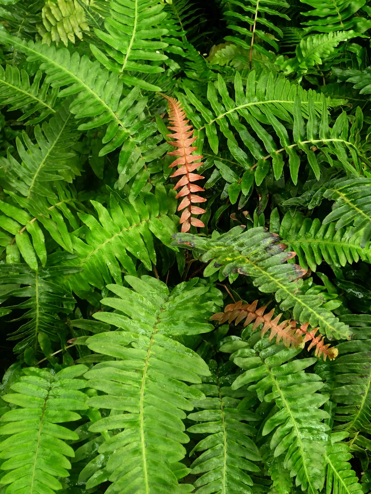 blechnum occidentale plant showing characteristic features