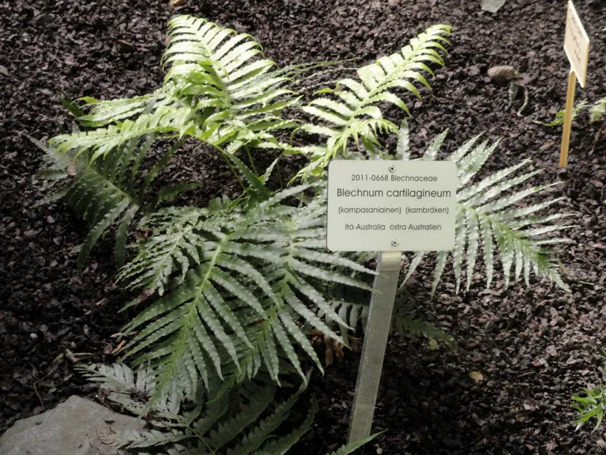 blechnum occidentale plant showing characteristic features