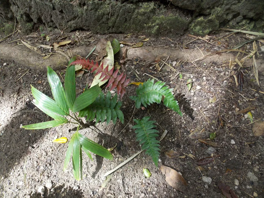 blechnum occidentale plant showing characteristic features