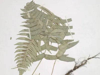 thumbnail blechnum occidentale