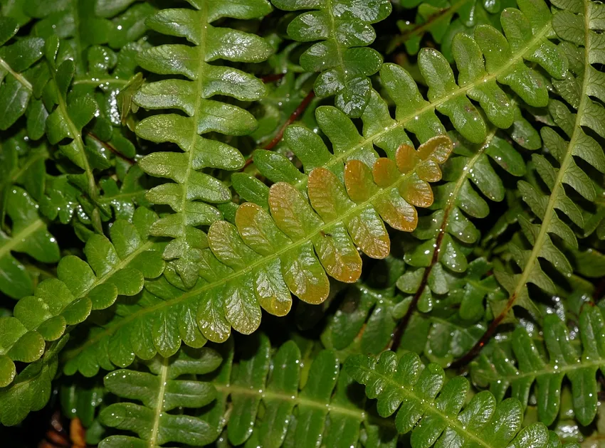 blechnum penna-marina plant showing characteristic features