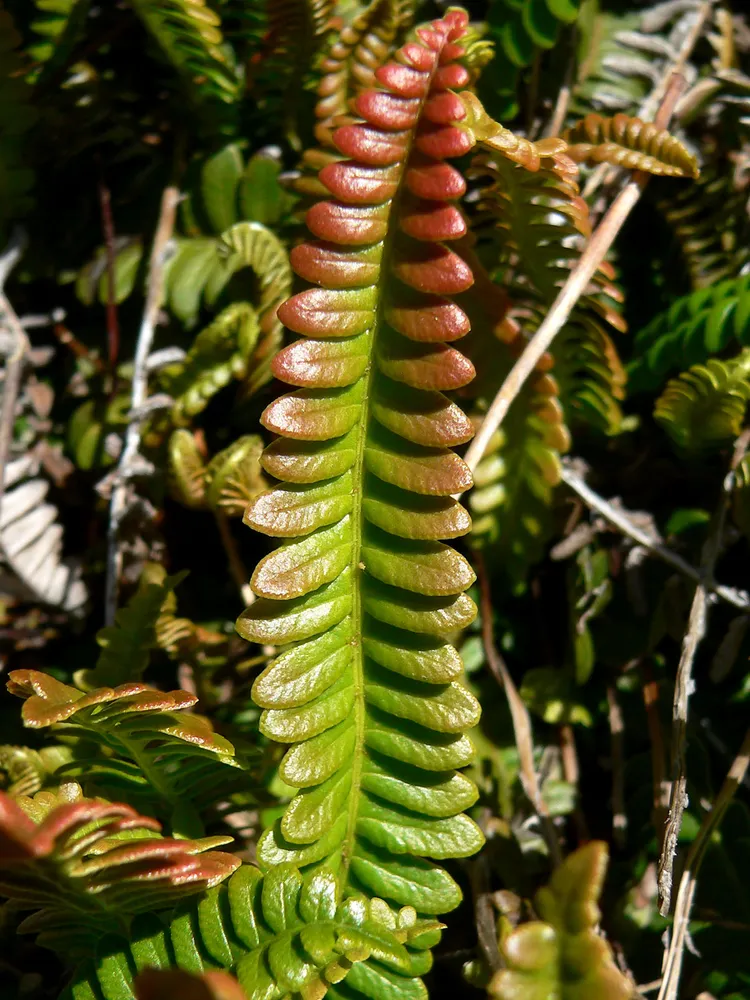 blechnum penna-marina plant showing characteristic features