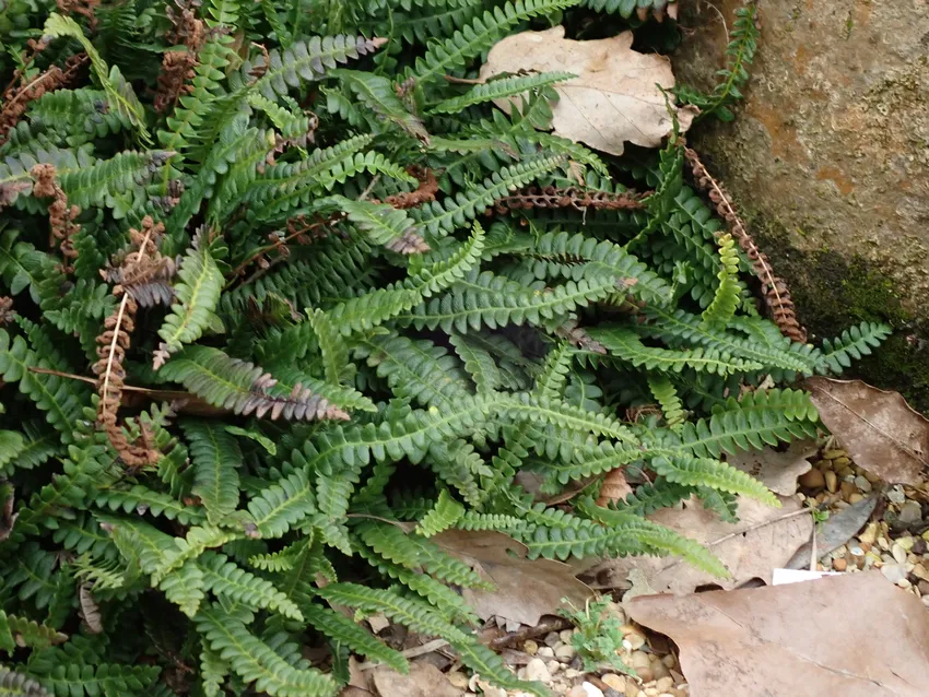 blechnum penna-marina plant showing characteristic features