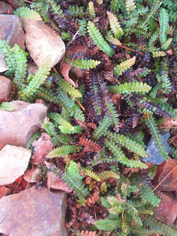 blechnum penna-marina plant showing characteristic features