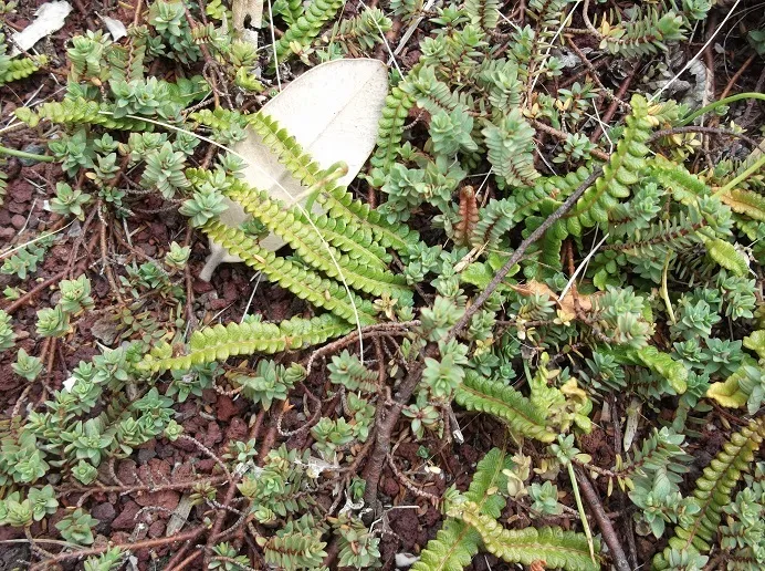 blechnum penna-marina plant showing characteristic features