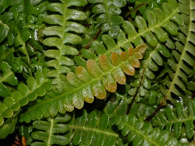 thumbnail blechnum penna-marina