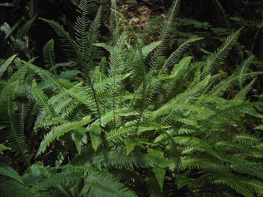 blechnum spicant plant showing characteristic features