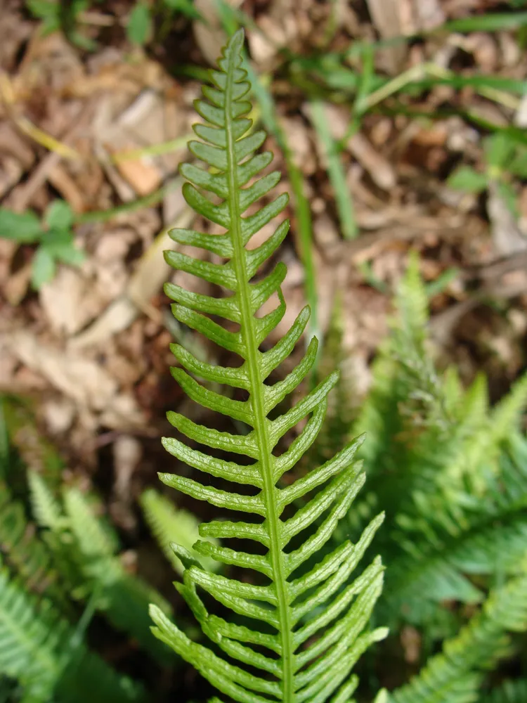 blechnum spicant plant showing characteristic features