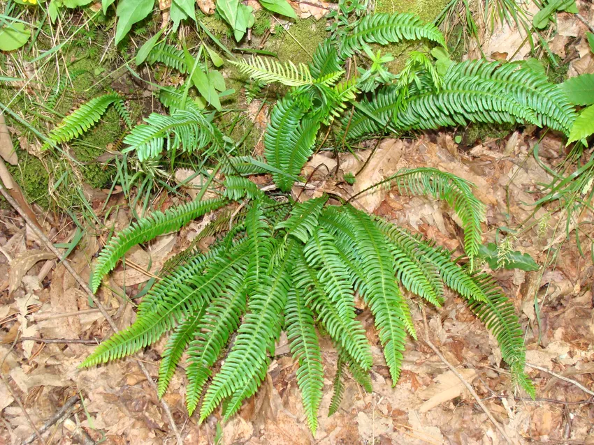 blechnum spicant plant showing characteristic features