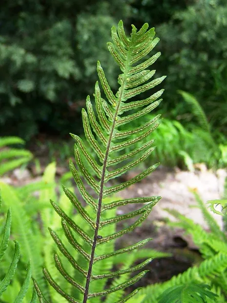 blechnum spicant plant showing characteristic features